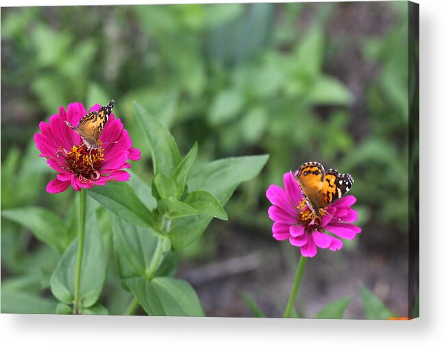  Acrylic Print featuring the photograph Two Busy by Virginia Bond