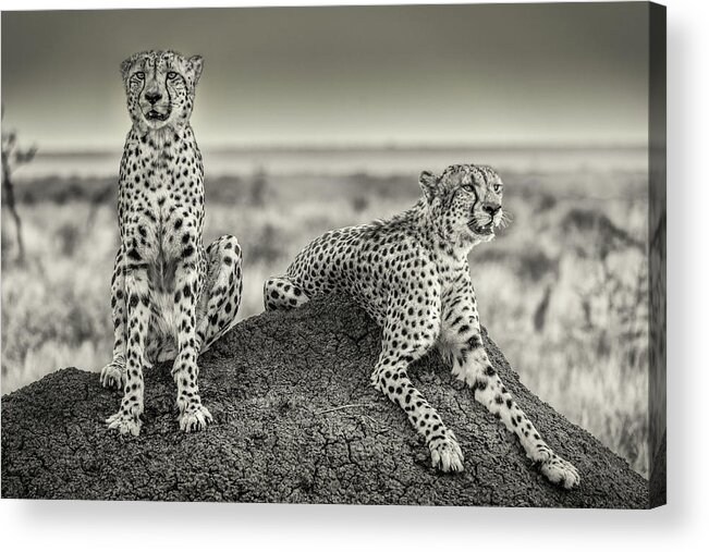 Cheetah Acrylic Print featuring the photograph Two Cheetahs Watching Out by Henrike Scheid