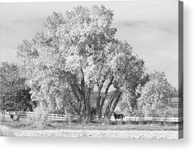 Horse Acrylic Print featuring the photograph Two Country Horses Autumn View in Black and White by James BO Insogna