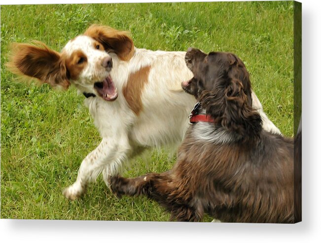 Animals Acrylic Print featuring the photograph Two Dogs Playing by Lynn Hansen