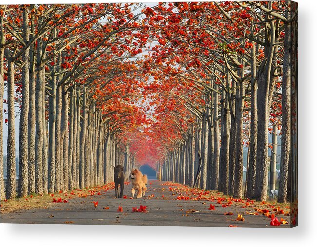 Pets Acrylic Print featuring the photograph Two dogs walking along a tree-lined path in autumn. by Sue Hsu