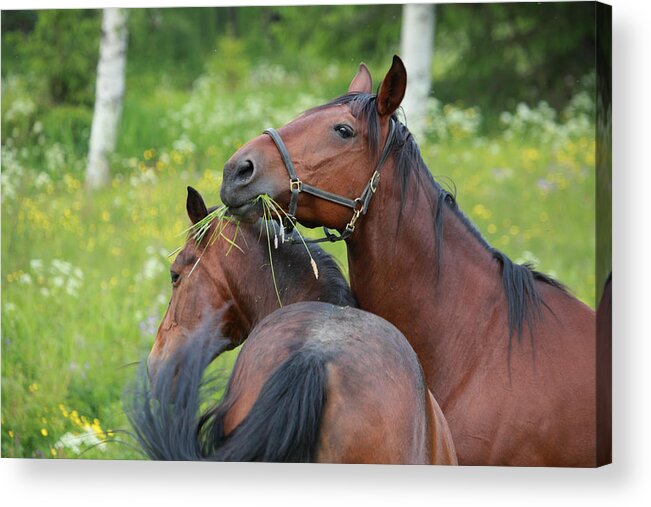 Animal Acrylic Print featuring the photograph Two horses playing with each other by Ulrich Kunst And Bettina Scheidulin