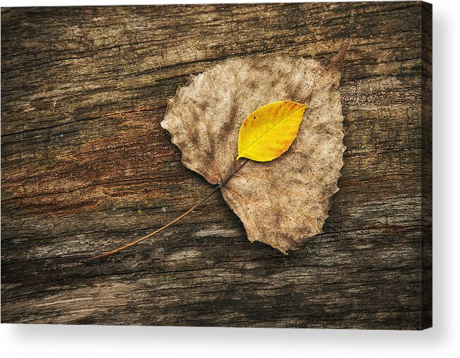 Leaf Acrylic Print featuring the photograph Two Leaves by Scott Norris