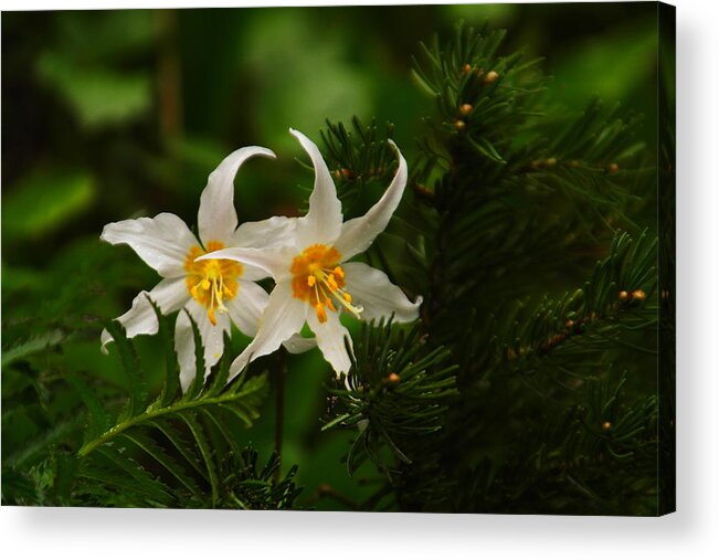 Flowers Acrylic Print featuring the photograph Two Lilies by Jeff Swan