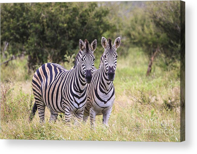 South Africa Acrylic Print featuring the photograph Two of a Kind by Jennifer Ludlum