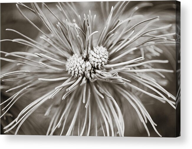 Two Acrylic Print featuring the photograph Two Pine Cones by Marilyn Hunt
