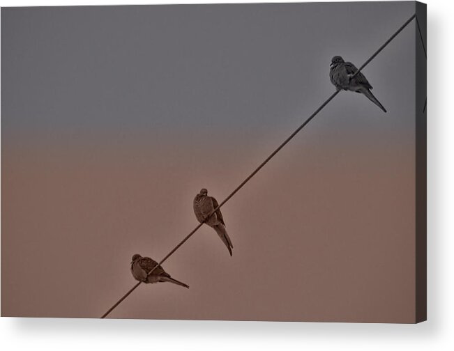 Doves Acrylic Print featuring the photograph Two Plus One by Beth Venner