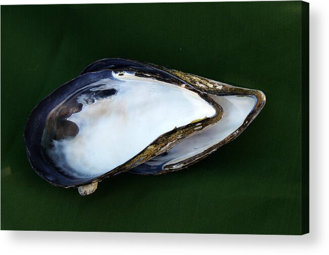 Shells Acrylic Print featuring the photograph Two Blue Mussel Shells by Jolly Van der Velden