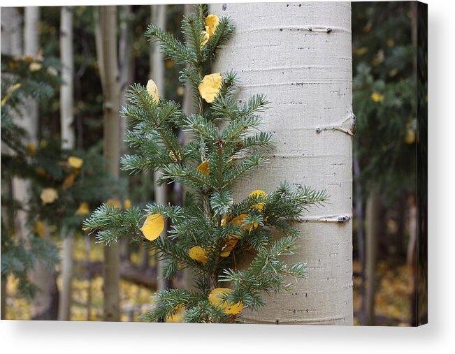 Trees Acrylic Print featuring the photograph Two Trees in Love by Eric Glaser