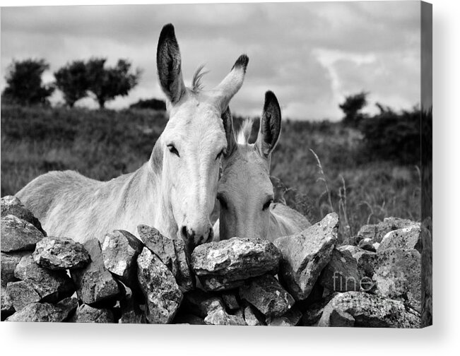 Donkey Acrylic Print featuring the photograph Two white Irish donkeys by RicardMN Photography