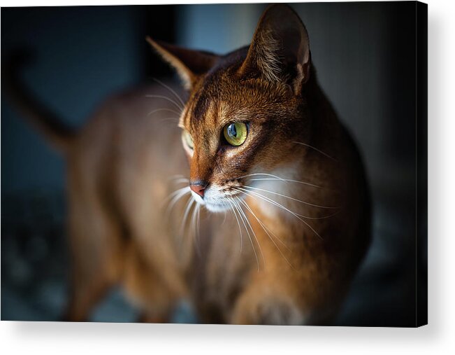 Pets Acrylic Print featuring the photograph Two-year-old Ruddy Male Abyssinian Cat by Josef Timar
