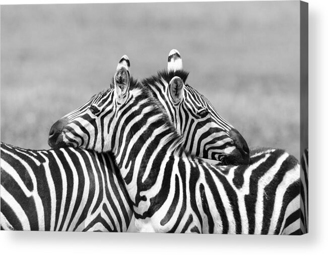 Tanzania Acrylic Print featuring the photograph Two Zebras embracing in Africa by Pchoui