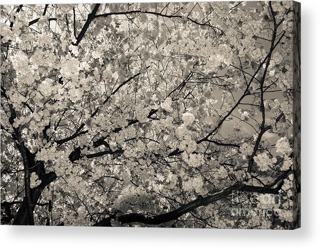 Hanami Acrylic Print featuring the photograph Under The Cherry Tree - Bw by Hannes Cmarits