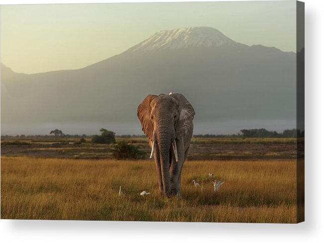 Elephant Acrylic Print featuring the photograph Under The Roof Of Africa by Massimo Mei