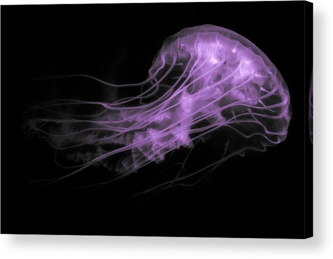 Animals Acrylic Print featuring the photograph Underbelly and Tentacles by Dennis Dame
