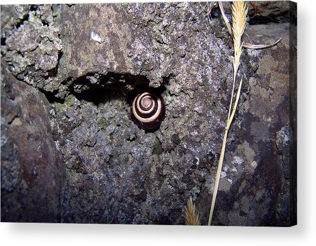 Snail Acrylic Print featuring the photograph Undercover Snail by Lisa Blake