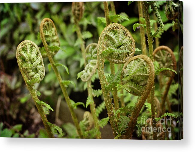 Unfurling Acrylic Print featuring the photograph Unfurling Ferns in the Garden by Maria Janicki