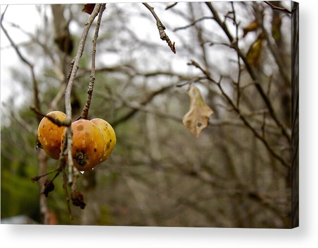 Apples Acrylic Print featuring the photograph Unpicked by Alice Mainville