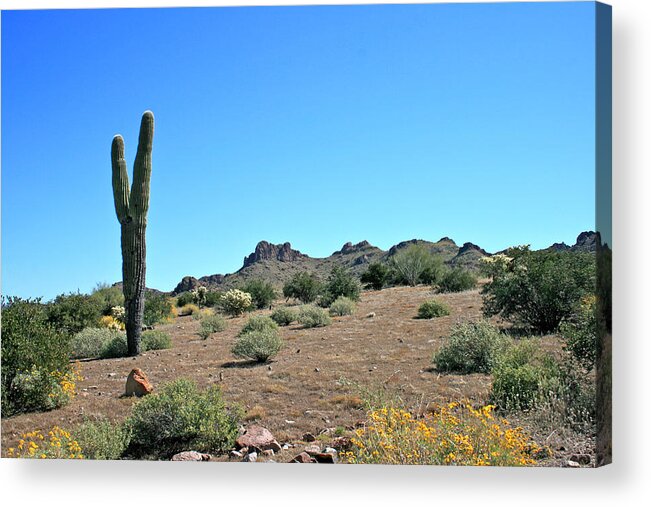 Superstitions Acrylic Print featuring the photograph Uphill Climb by Kathleen Scanlan