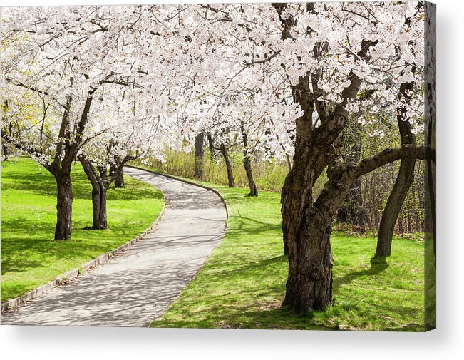 Scenics Acrylic Print featuring the photograph Uphill Climb Under The Cherry Blossoms by Debralee Wiseberg