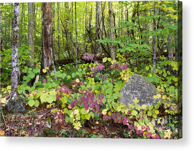 Forest Acrylic Print featuring the photograph Upstate NY Forest by Chris Scroggins