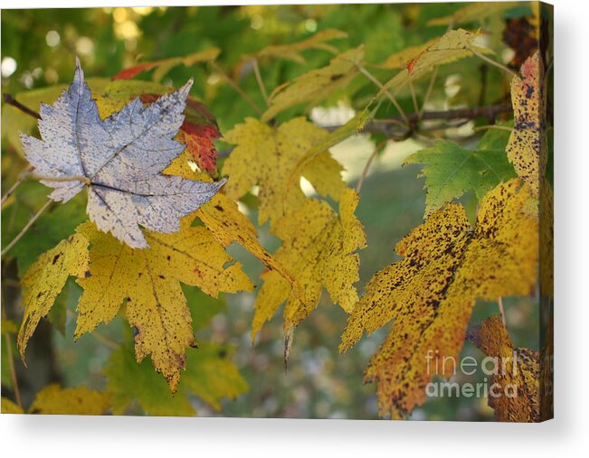Autumn Acrylic Print featuring the photograph Upsy Daisy by Stan Reckard