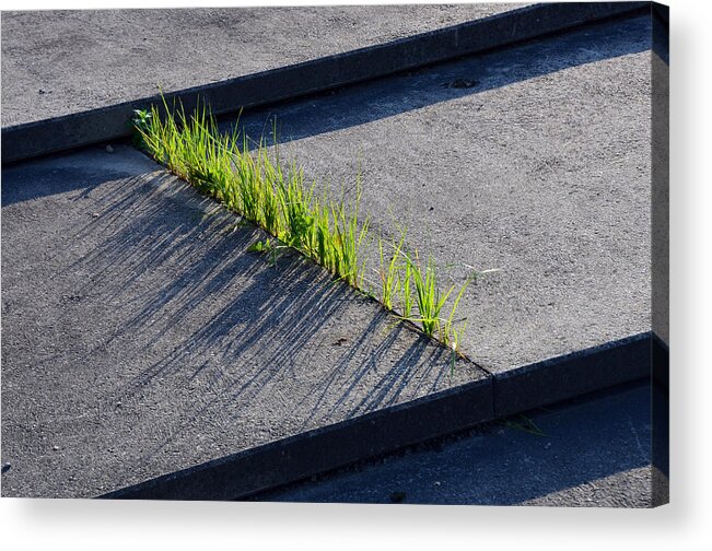 Grass Acrylic Print featuring the photograph Urban Nature by Andreas Berthold