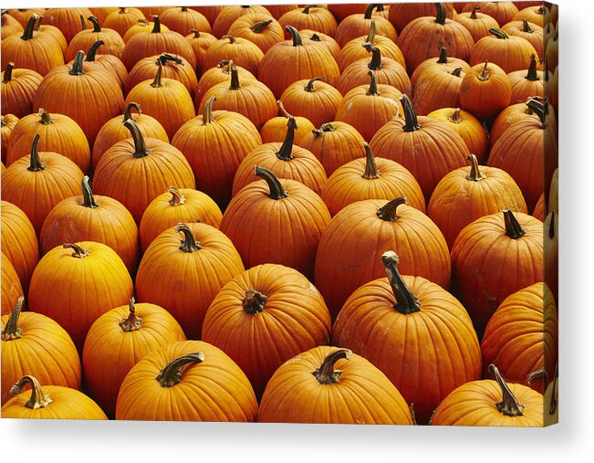 Orange Color Acrylic Print featuring the photograph USA, New York, Pumpkins, full frame by Kelly
