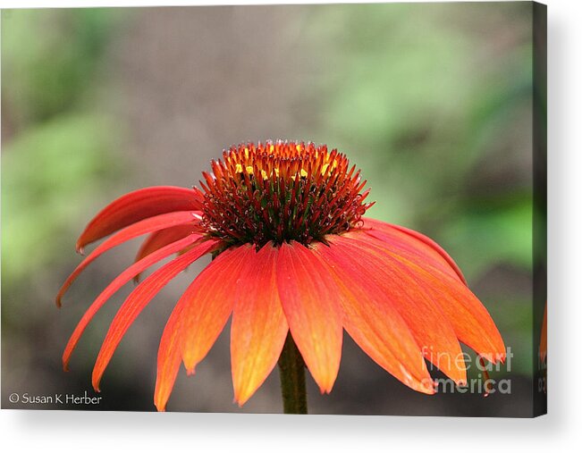 Cone Flower Acrylic Print featuring the photograph Vibrant Cone by Susan Herber