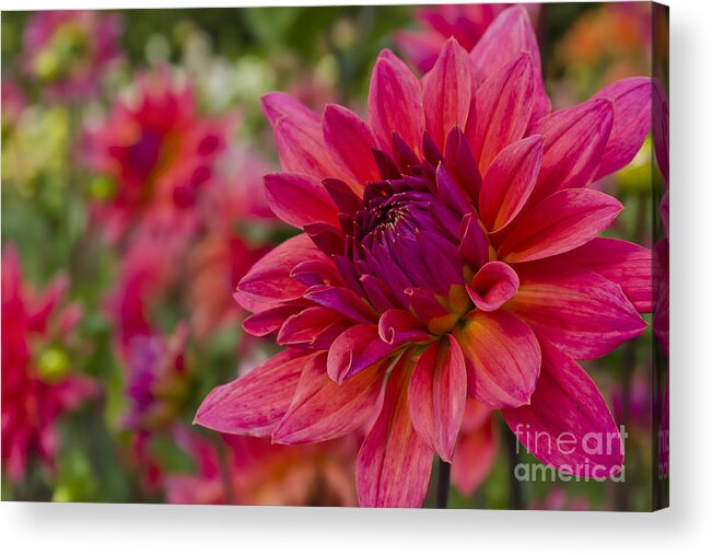 Dahlia Acrylic Print featuring the photograph Vibrant Dahlias at Ferncliff by Maria Janicki