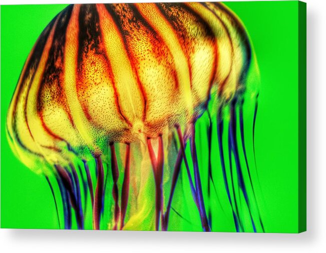 Vibrant Acrylic Print featuring the photograph Vibrant Jellyfish by Marianna Mills