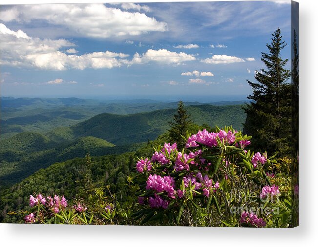 Rhododendrons Acrylic Print featuring the photograph View from the Blue Ridge Parkway Spring 2010 by Matthew Turlington