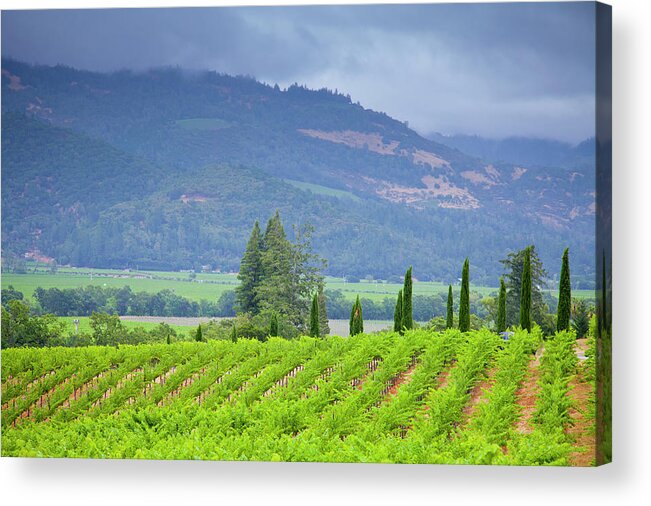 Tranquility Acrylic Print featuring the photograph View Of A Vineyard In Napa Valley by Mel Curtis