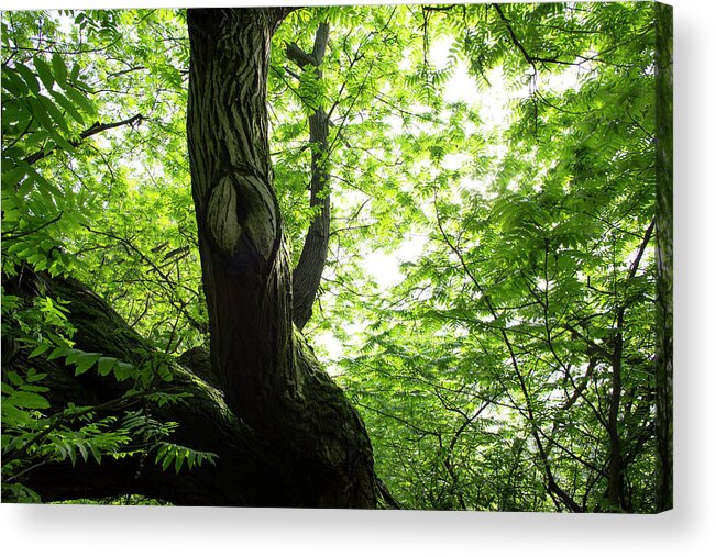 Environmental Conservation Acrylic Print featuring the photograph View Upwards Through Hardwood Forest In by Ascentxmedia