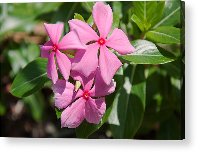 Donna Proctor Acrylic Print featuring the photograph Vinca Periwinkle by Donna Proctor