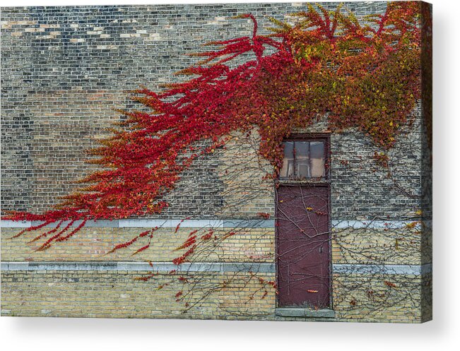 Old Acrylic Print featuring the photograph Vine Over Door by Paul Freidlund