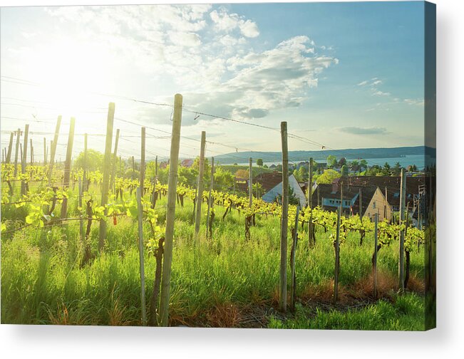 Grass Acrylic Print featuring the photograph Vine Yard With Young Plants In May by Kerrick