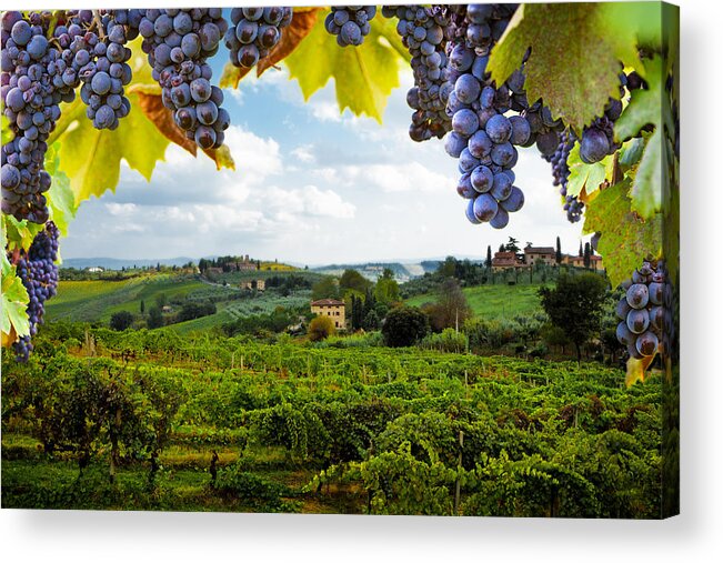 Italy Acrylic Print featuring the photograph Vineyards in San Gimignano Italy by Good Focused