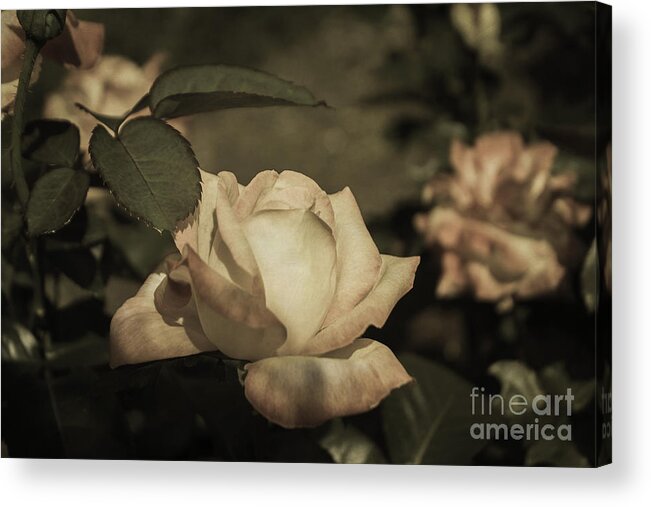 Rose Acrylic Print featuring the photograph Vintage Rose Garden by Arlene Carmel