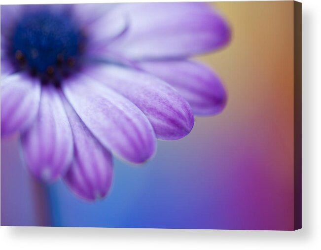 Annual Acrylic Print featuring the photograph Violet 2 by Al Hurley