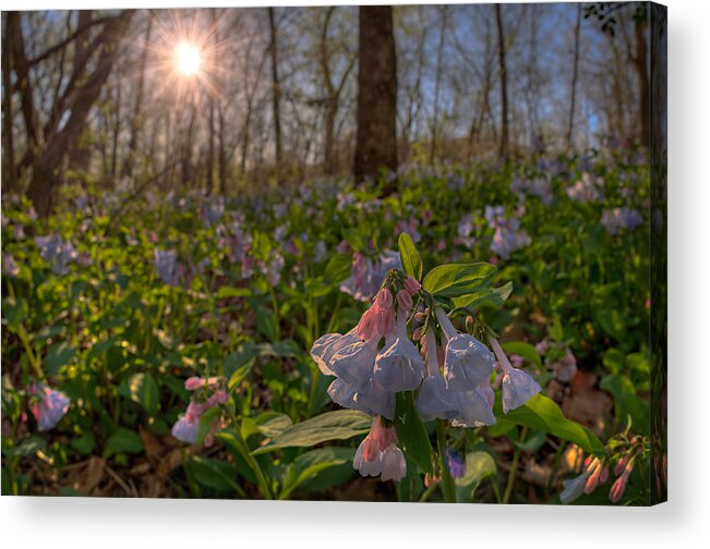 2012 Acrylic Print featuring the photograph Virgina Bluebells by Robert Charity