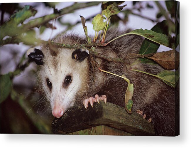 Virgina Opossum Acrylic Print featuring the photograph Virginia Opossum by Donald R Wright/science Photo Library