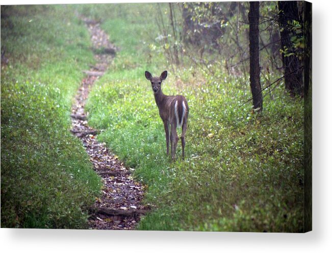Shenandoah National Park Acrylic Print featuring the photograph Virginia - Shenandoah National Park - White Tailed Deer by Pamela Critchlow