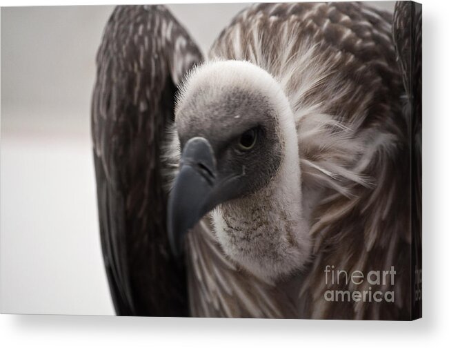 Vulture Acrylic Print featuring the photograph Vulture by Steve Purnell
