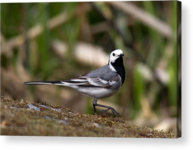 Wagtail's Step Acrylic Print featuring the photograph Wagtail's step by Torbjorn Swenelius