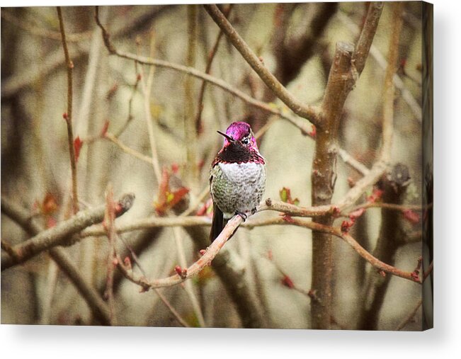Hummingbird Acrylic Print featuring the photograph Waiting for Blooms by Melanie Lankford Photography