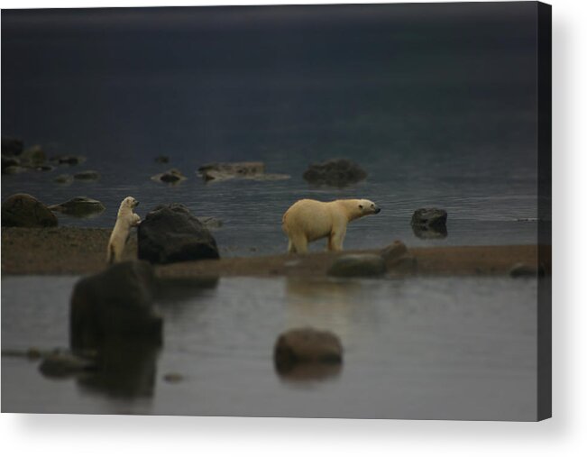 Nachvak Fiord Acrylic Print featuring the photograph Waiting for Cub Number 2 by Ben Shields