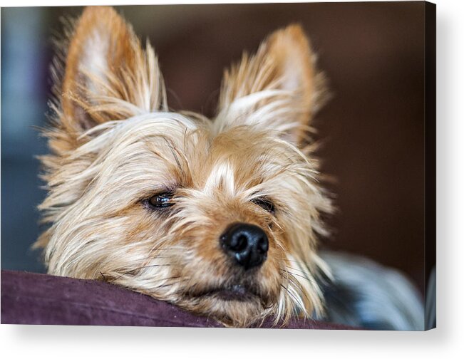Dog Acrylic Print featuring the photograph Waiting For Daddy by Cathy Kovarik