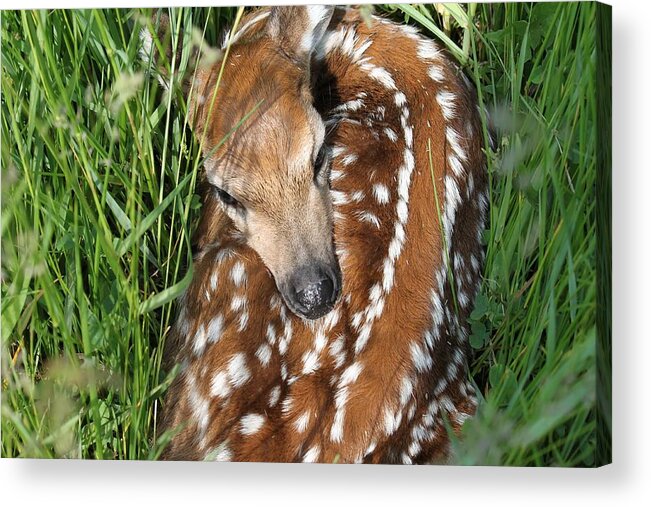 Fawn Acrylic Print featuring the photograph Waiting for Mom by Alvin Finchum