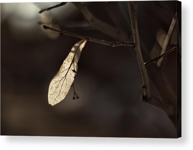 Blue Hour Acrylic Print featuring the photograph Waiting for Spring by Jakub Sisak